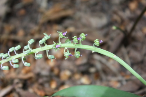 Ledebouria sudanica