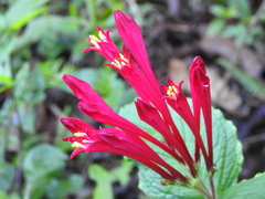 Spigelia longiflora