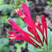 Spigelia longiflora - Photo no rights reserved, uploaded by Bernabe Colohua