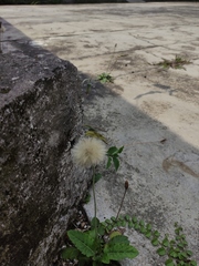 Chaptalia integerrima