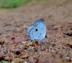 Neopithecops zalmora dharma