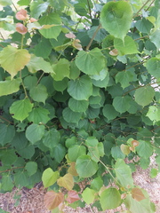 Tilia euchlora