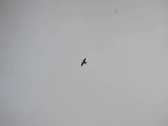 Cheramoeca leucosterna