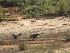 Pomatostomus ruficeps