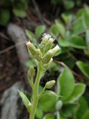 Antennaria racemosa
