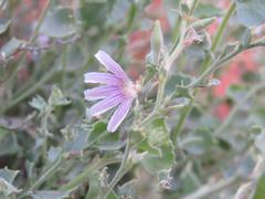 Scaevola parvibarbata