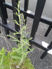 Asteraceae