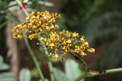 Leea guineensis