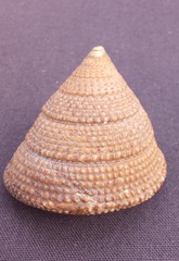 Clanculus maugeri
