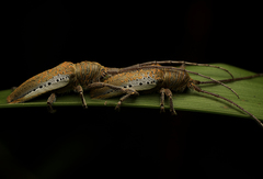 Rhytiphora mjoebergi