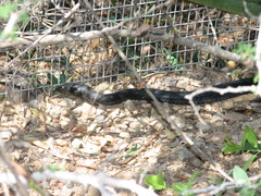 Masticophis flagellum cingulum