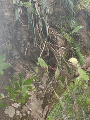 Disocactus macdougallii