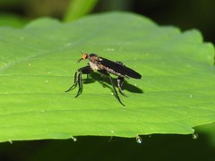 Rhamphomyia longicauda