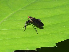 Rhamphomyia longicauda