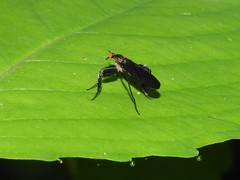 Rhamphomyia longicauda