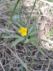 Anemonoides jenisseensis