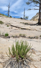 Ivesia sabulosa