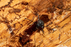 Anastrangalia laetifica