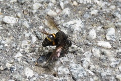 Orancistrocerus drewseni