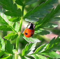 Adalia bipunctata bipunctata