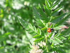 Adalia bipunctata bipunctata