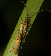 Rhytiphora mjoebergi