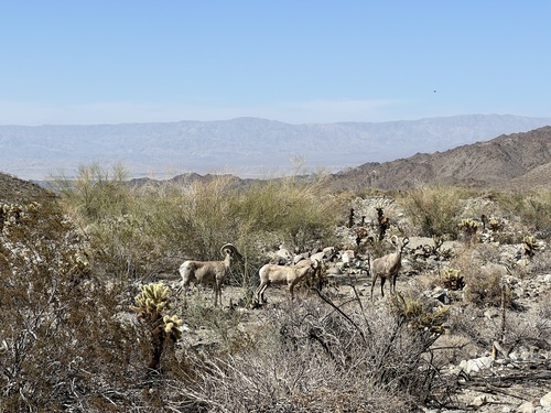 iNaturalist observation photo of Desert Bighorn Sheep