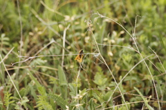 Setina roscida
