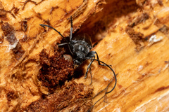 Anastrangalia laetifica