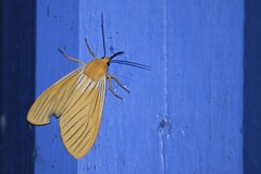 Pseudischnocampa nervosa