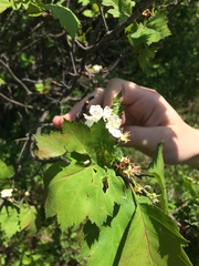 Crataegus fluviatilis
