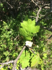 Crataegus fluviatilis