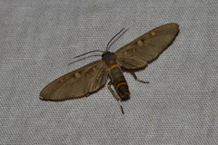 Amata elongata