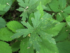 Puccinia pelargonii-zonalis