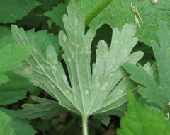 Puccinia pelargonii-zonalis