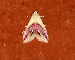 Eublemma cochylioides