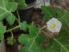 Solanum campechiense