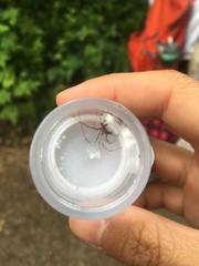 Tetragnatha elongata
