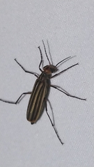 Epicauta vittata