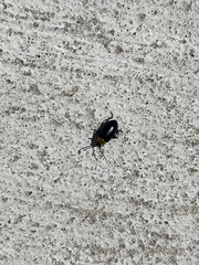 Disonycha triangularis