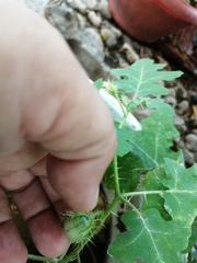 Solanum campechiense