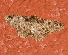 Amraica recursaria