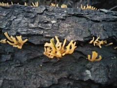 Calocera guepinioides