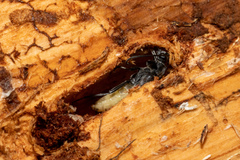 Anastrangalia laetifica