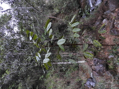 Ormosia antioquensis