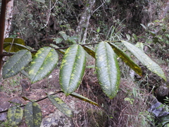 Ormosia antioquensis