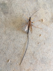 Megarhyssa nortoni