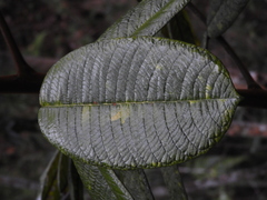 Ormosia antioquensis