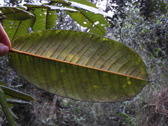 Ormosia antioquensis