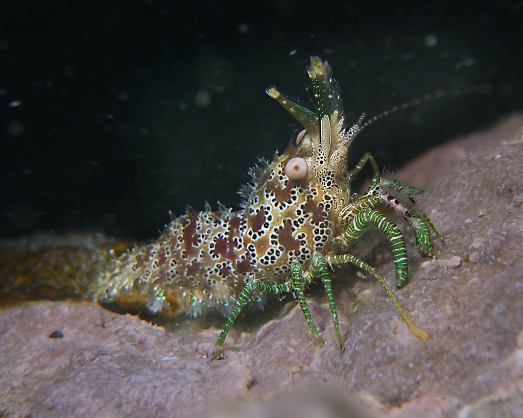 Eyespot Shrimp